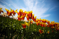 Flowers, Plants, Nature